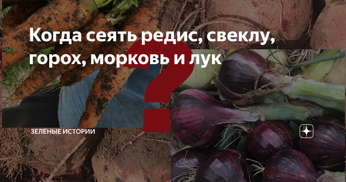 Когда сеять редис, свеклу, горох, морковь и лук | Зелёные истории | Дзен