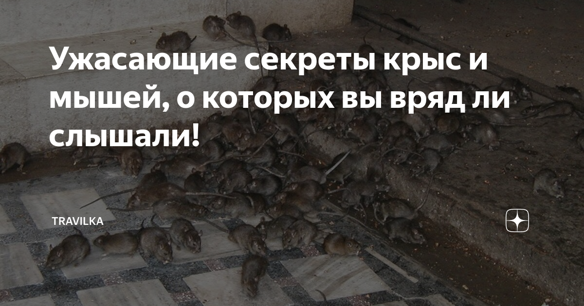Ужасающие секреты крыс и мышей, о которых вы вряд ли слышали ...
