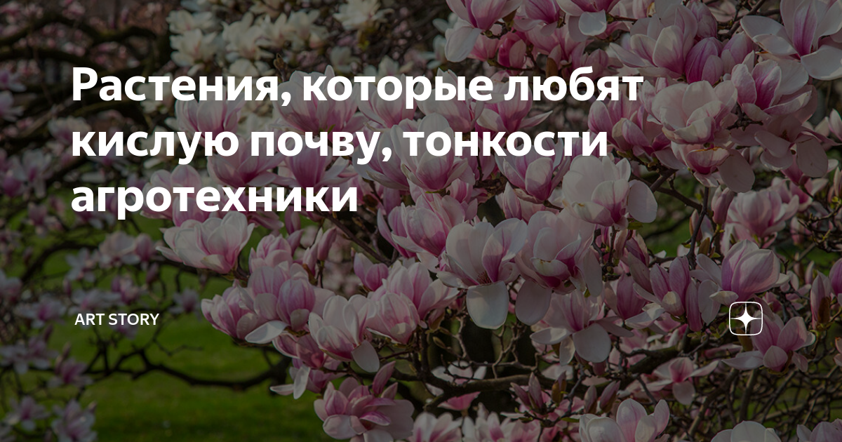 Растения, которые любят кислую почву, тонкости агротехники | Студия ART ...
