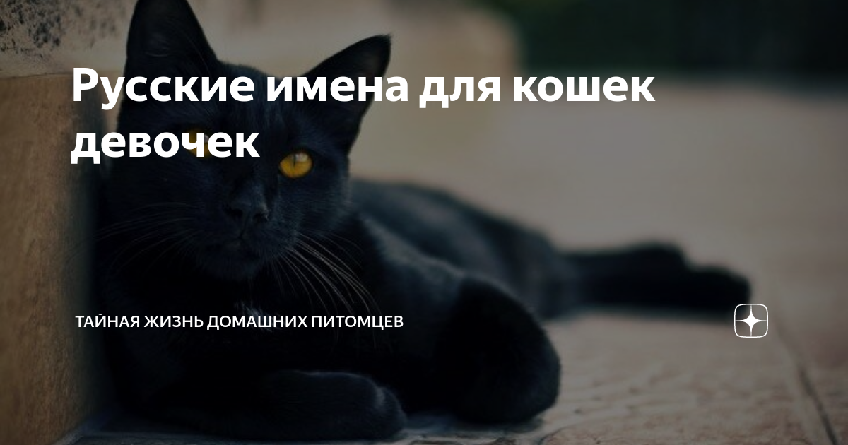 Русские имена для кошек девочек | Тайная жизнь домашних питомцев | Дзен
