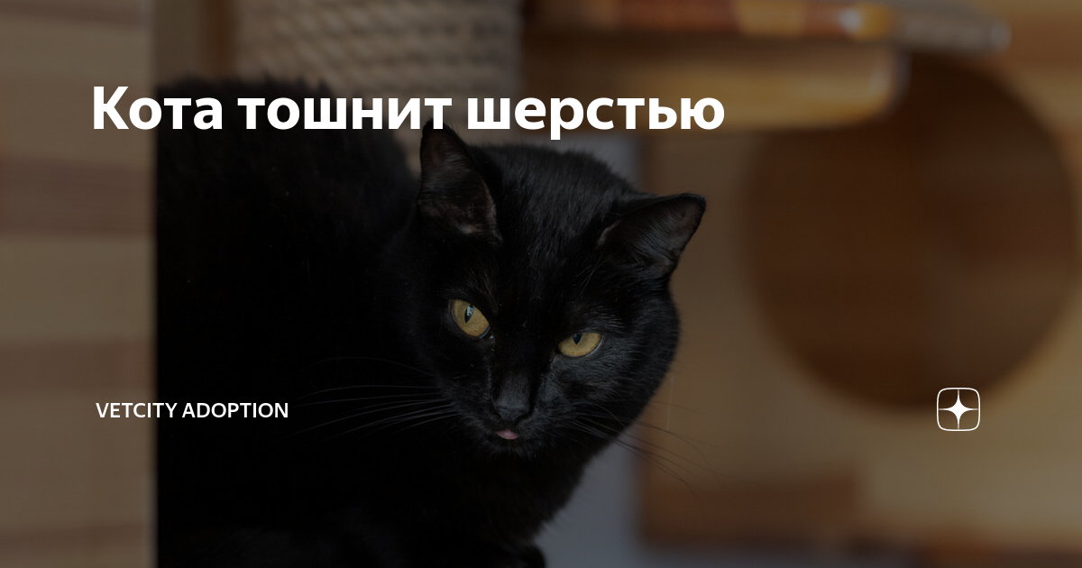 Ответы Mail.ru: Скажите плиз! Линияют ли котята шотланские и британские (плюшевы