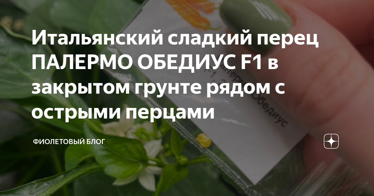 Итальянский сладкий перец ПАЛЕРМО ОБЕДИУС F1 в закрытом грунте рядом с ...
