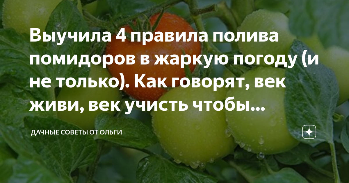 Как часто поливать помидоры в жаркую погоду. Как правильно поливать помидоры в открытом грунте в жару.