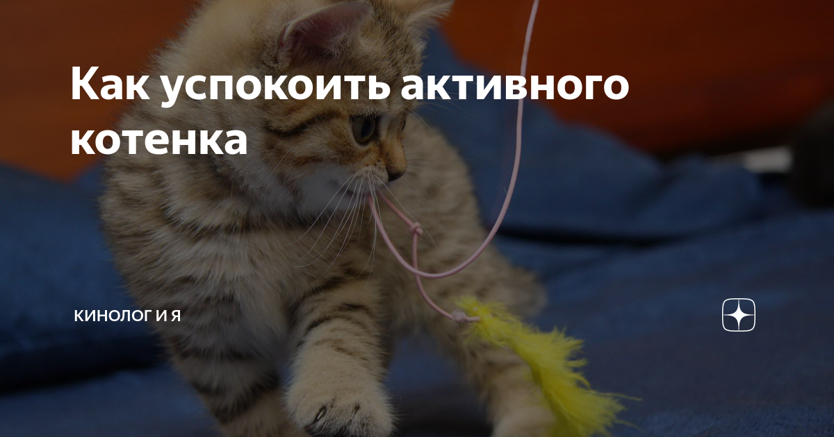 5 очень активных котят. Шестеро котят. 5 очень активных котят. 5 очень активных котят. Котенок очень активный.