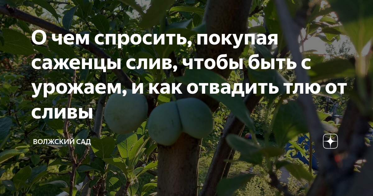 О чем спросить, покупая саженцы слив, чтобы быть с урожаем, и как ...