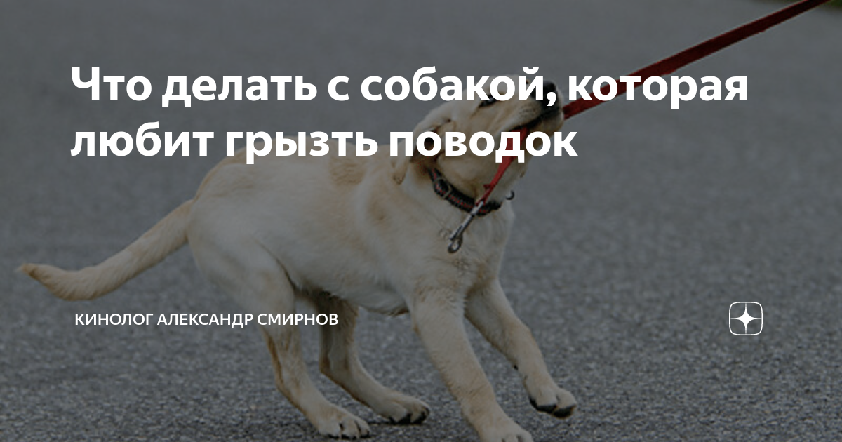 «Как отучить собаку грызть вещи в отсутствие хозяина?» — Яндекс Кью