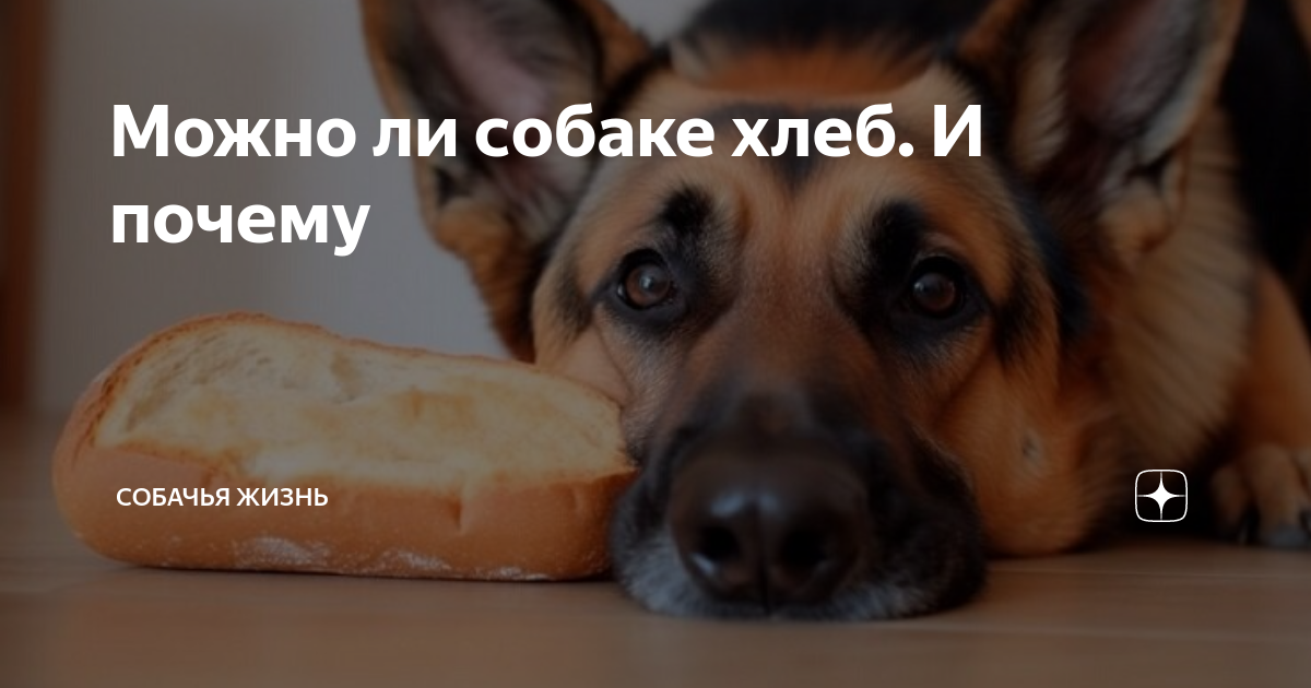 Хлеб для собаки читать краткое