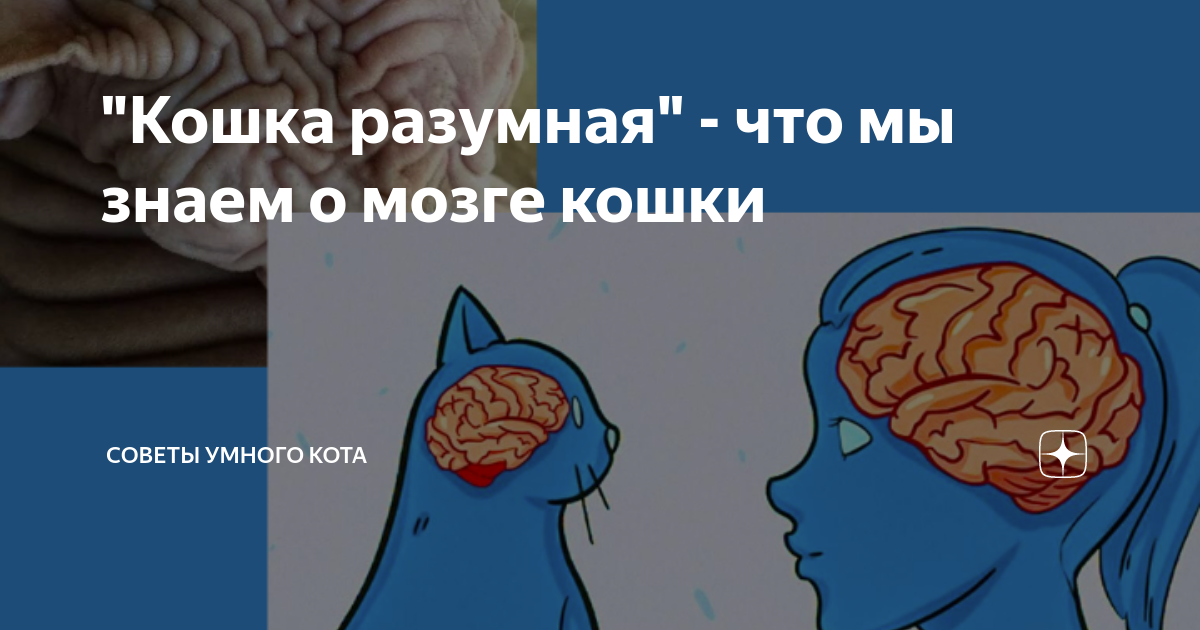 Мозг кошки и собаки. Мозг кошки и собаки