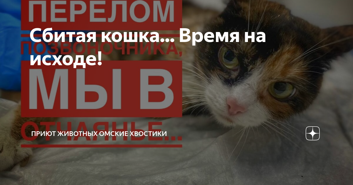 дзен хвостики