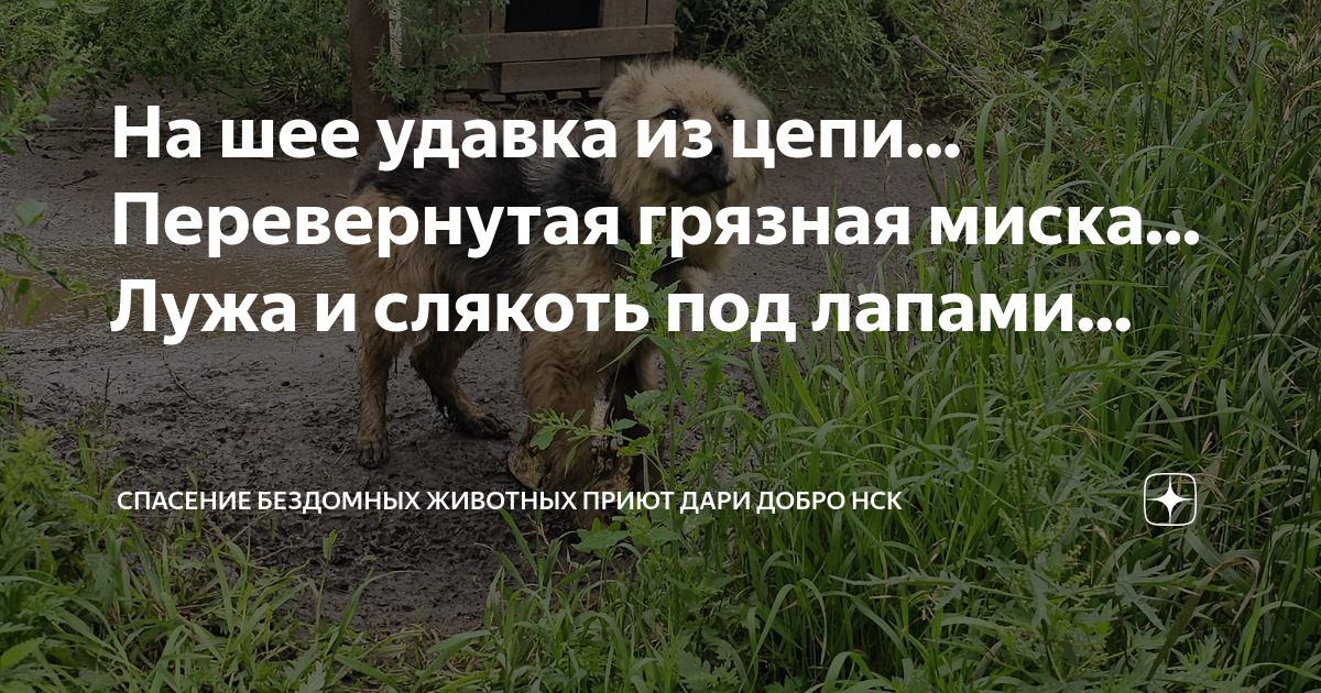 Спасение бездомных животных приют дари добро нск. Спасение бездомных животных приют дари добро нск. Спасение бездомных животных приют дари добро нск. Спасение бездомных животных приют дари добро нск. Приют для бездомных животных.