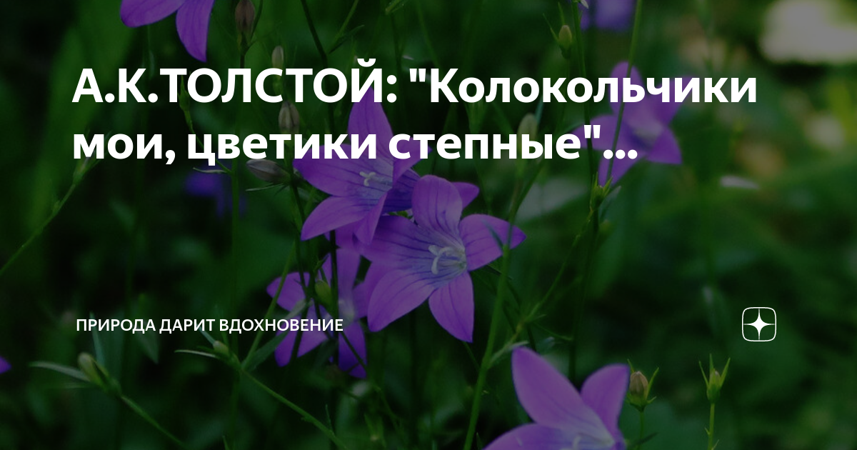 колокольчики мои толстой. колокольчики мои цветики степные. лев николаевич толстой колокольчики мои. колокольчики мои цветики степные. колокольчики мои толстой.