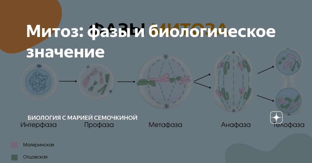 Образуются дочерние клетки идентичные материнской