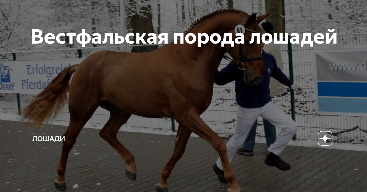 RUSSIAN HORSE MARKET ВКонтакте