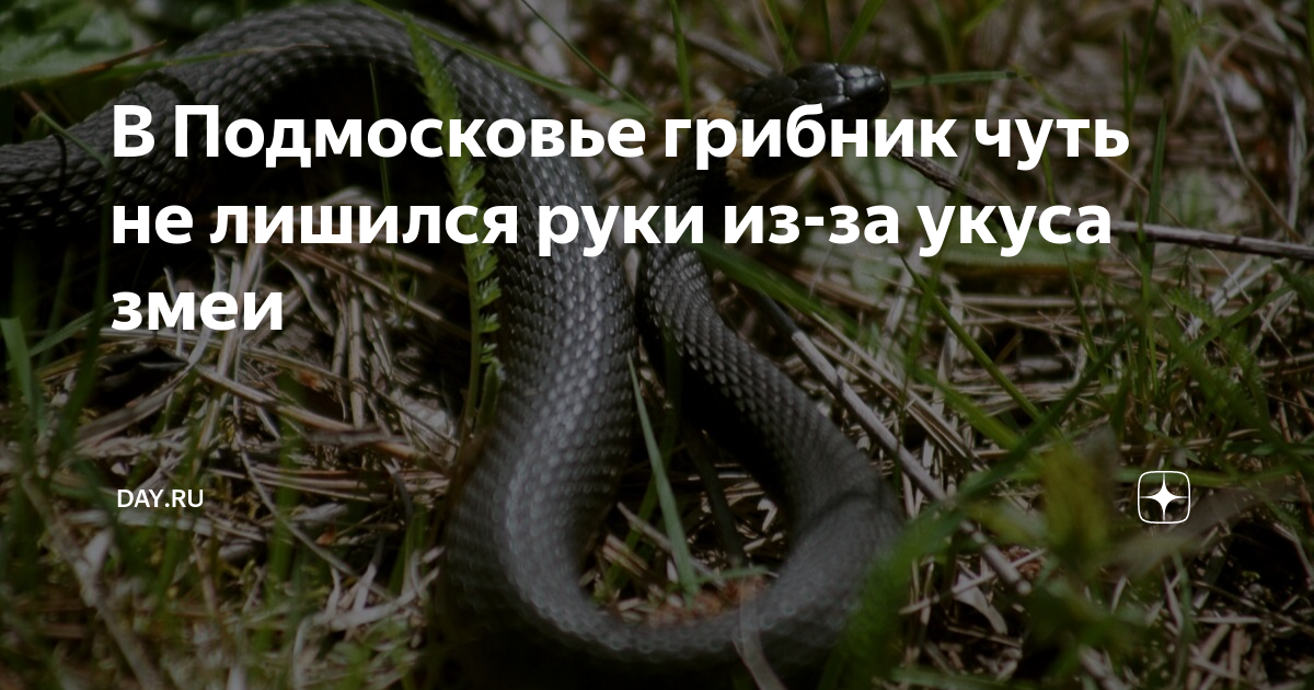 Змеи в подмосковье 2024. Змеи Подмосковья. Змея в Подмосковье. Змеи в Подмосковье фото с названиями и описанием. Змеи в Подмосковье 2024 проснулись.