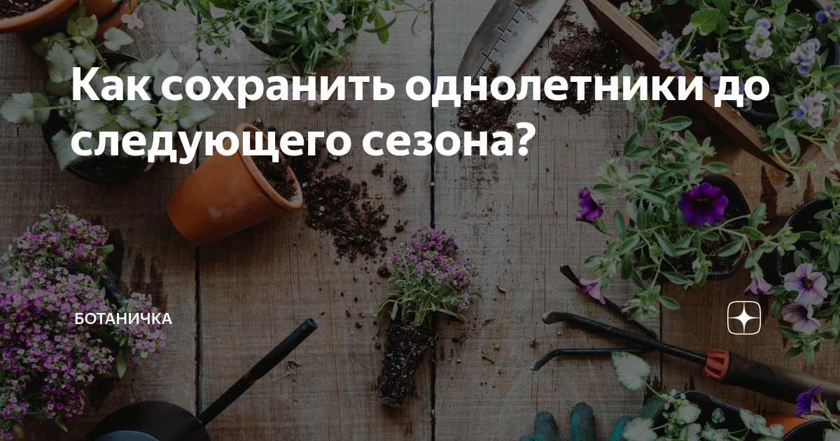 Подводные камни при сохранении однолетних растений:
