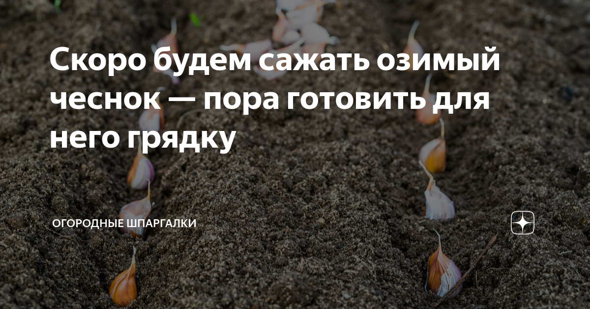 Когда сажать озимый чеснок в башкирии. Огородные шпаргалки. схема посадки озимого чеснока.