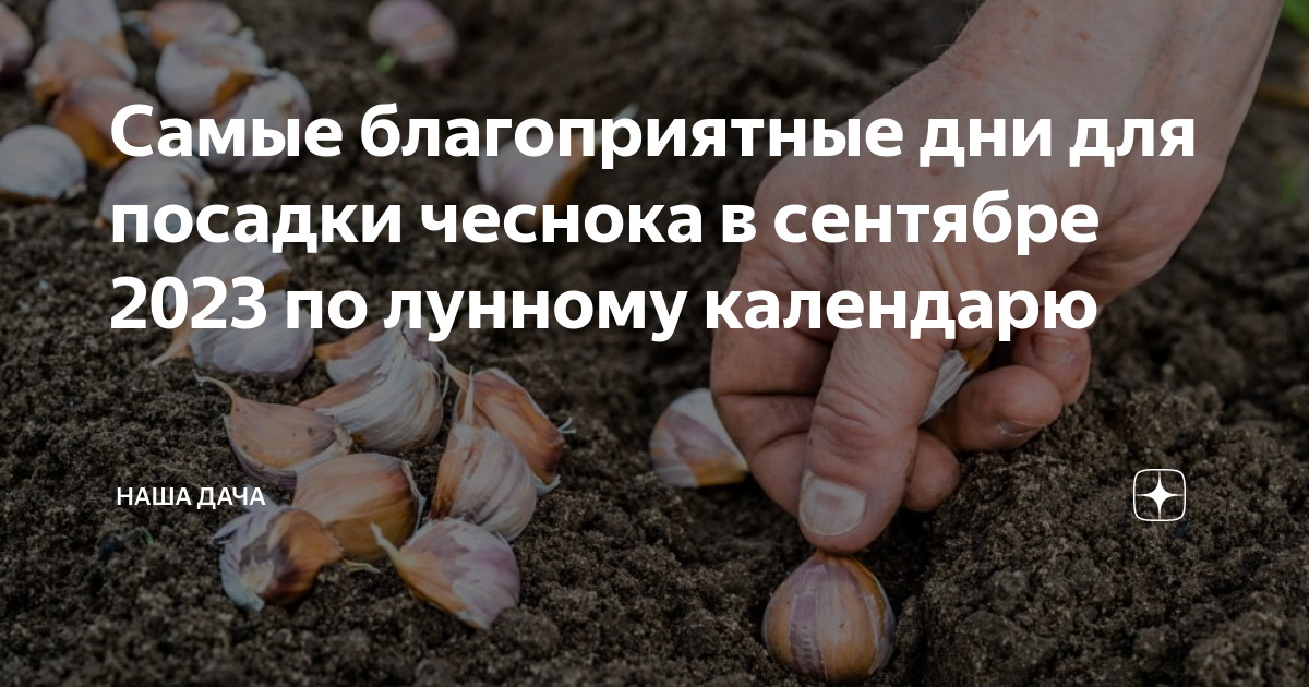 Удачные дни для посадки чеснока в октябре. Благоприятные дни для посадки че. Благоприятные дни для посадки чеснока. Благоприятные дни для посадки чеснока под зиму