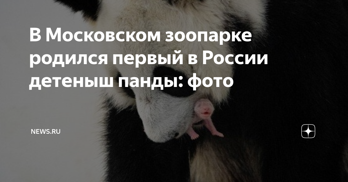 как назвали детеныша панды в московском зоопарке
