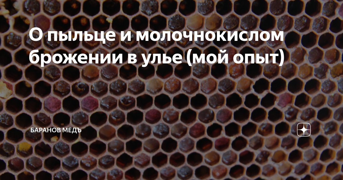 О пыльце и молочнокислом брожении в улье (мой опыт) | Баранов МЁДЪ | Дзен