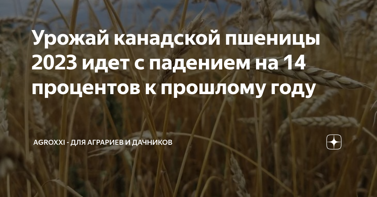 Урожай канадской пшеницы 2023 идет с падением на 14 процентов к ...