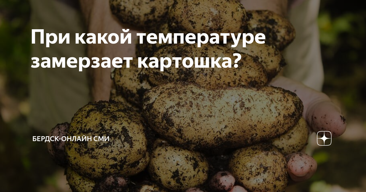 Померзла картошка что делать. Как определить что картошка замерзла. При какой температуре замерзает картошка. При какой температуре замерзает картошка в машине. Как определить замерзла картошка или нет.