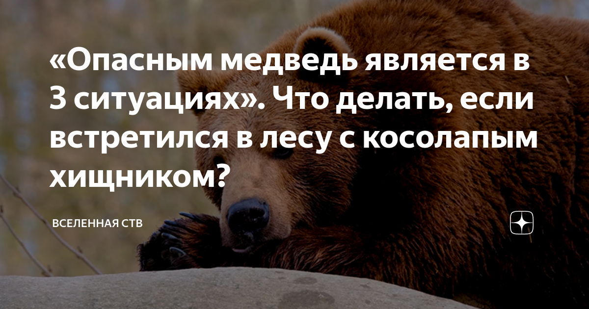 Опасность в лесу: медвежонок попался в ловушку хищных орланов