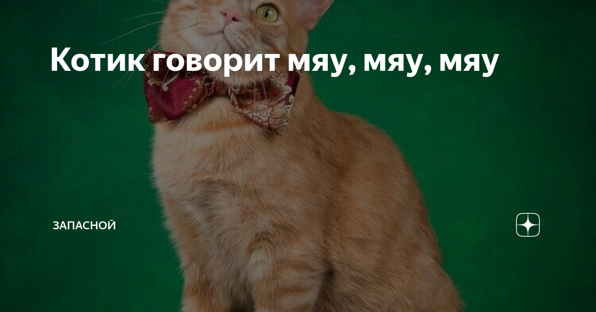 Котик скажи мяу