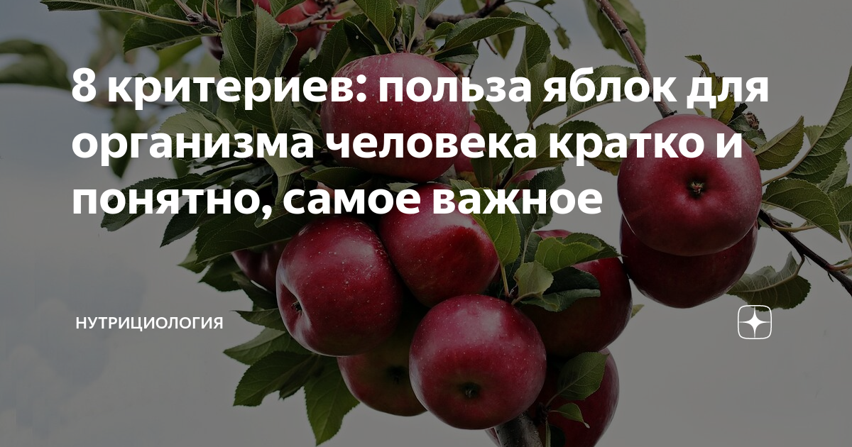 Полезные качества яблока. Симиренко сорт яблок. Сорт яблони антоновка. Польза яблок. Антоновка яблоня описание.