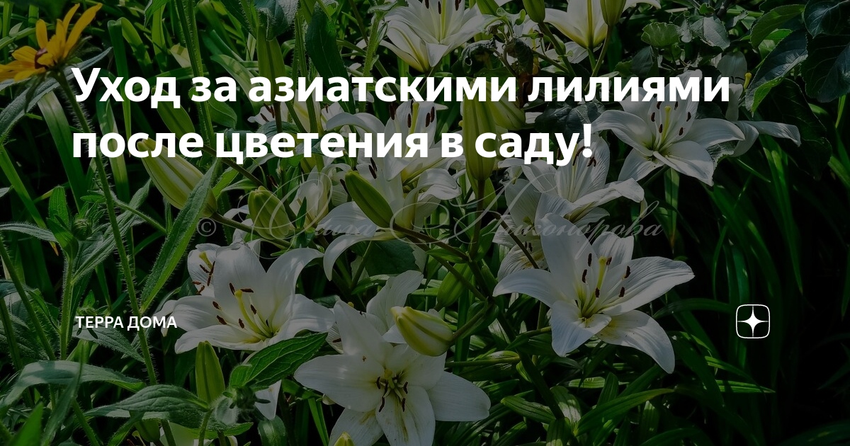 Лилия: описание и посадка🌺🌱