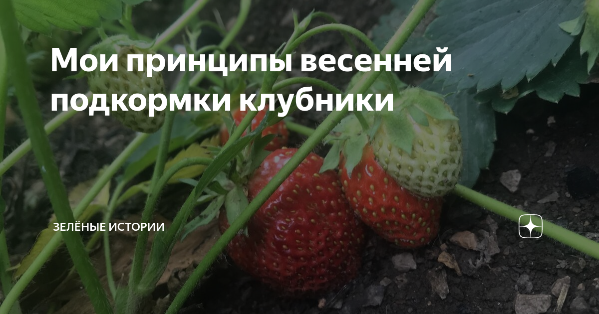 Мои принципы весенней подкормки клубники | Зелёные истории | Дзен