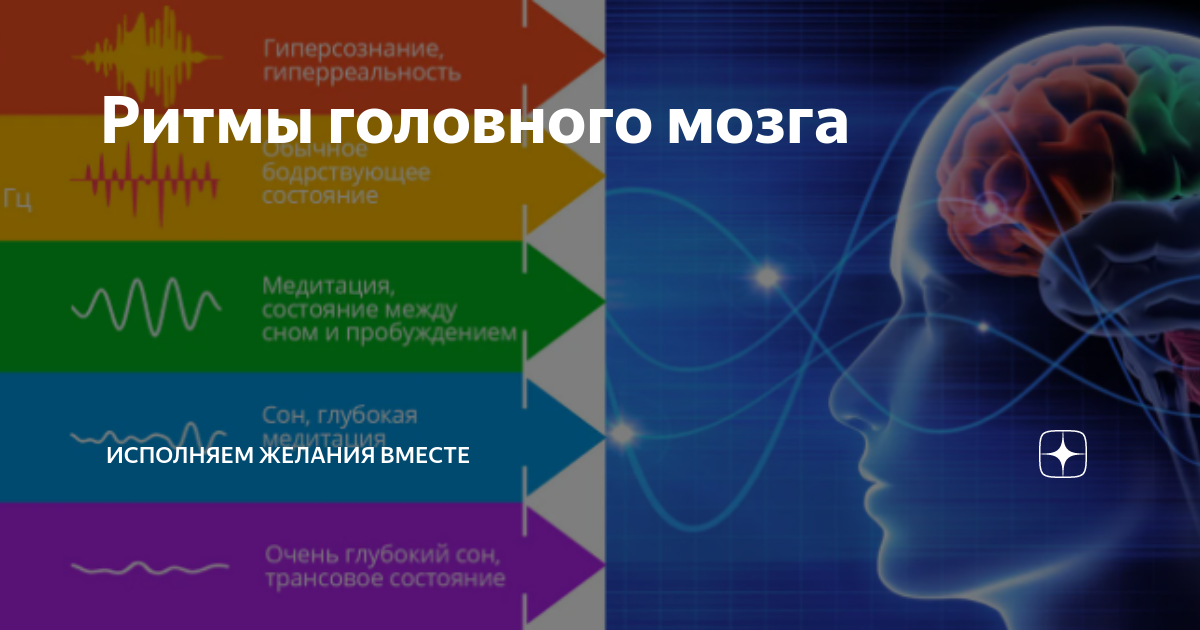Что такое ритмы головного мозга