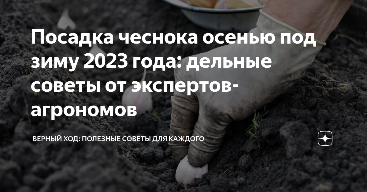Когда сажать ОЗИМЫЙ лук и чеснок в ноябре 2023. ЛУЧШИЕ ДНИ по лунному календарю 
