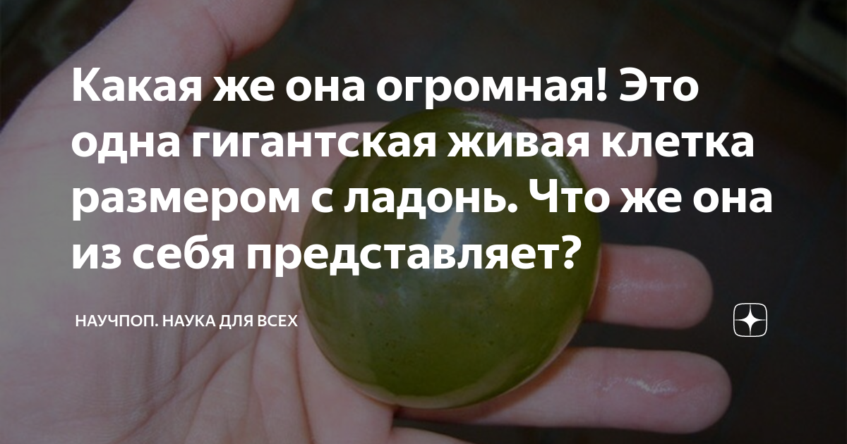 Какая же она огромная! Это одна гигантская живая клетка размером с ...