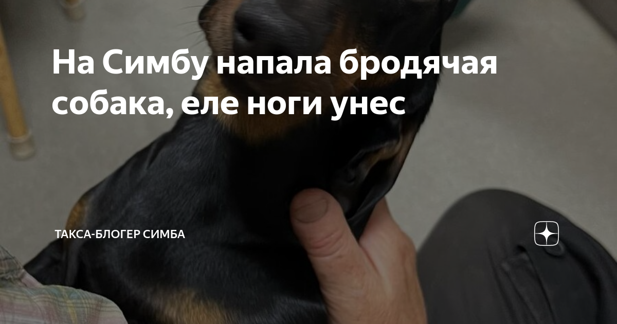 На Симбу напала бродячая собака, еле ноги унес | Такса-блогер Симба | Дзен