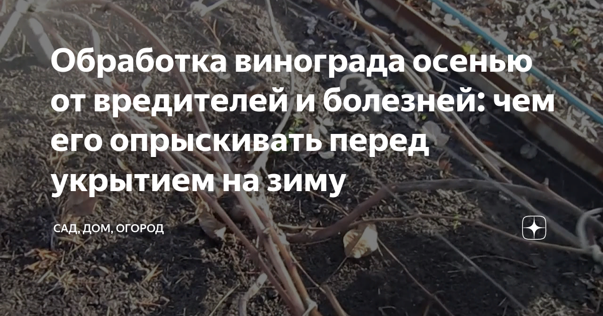 Чем опрыскать виноград в зиму