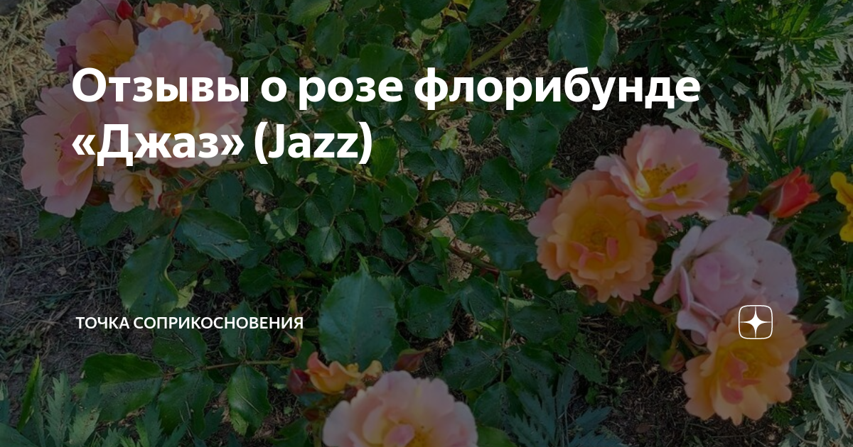 Купить саженцы роз Джаз (Jazz) с доставкой по Краснодару
