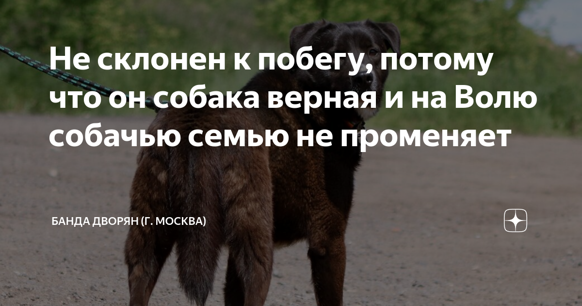 Не склонен к побегу, потому что он собака верная и на Волю собачью ...