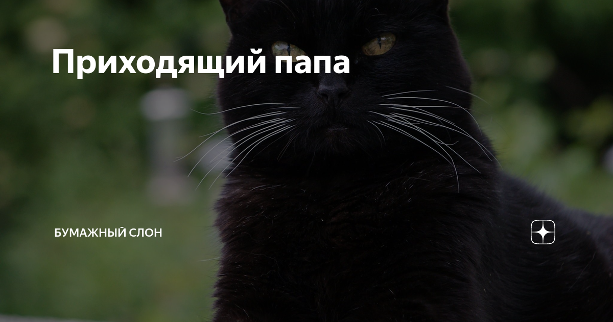 Приходящий папа | Бумажный Слон | Дзен