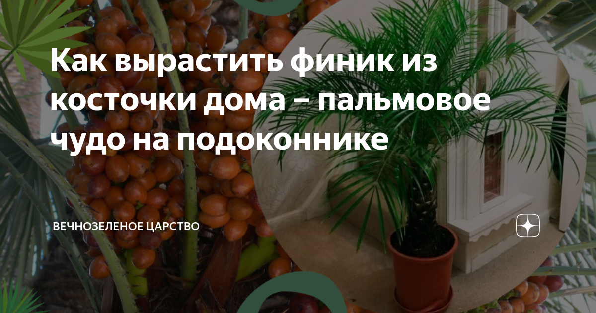 Экзотические растения, которые можно вырастить в домашних условиях