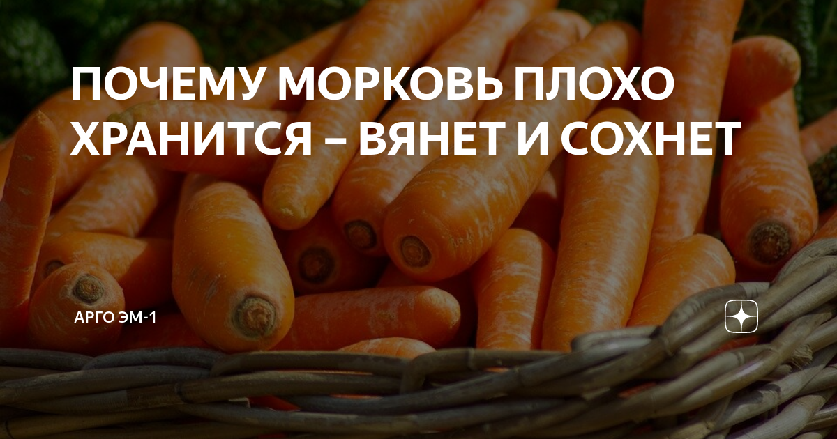 ПОЧЕМУ МОРКОВЬ ПЛОХО ХРАНИТСЯ – ВЯНЕТ И СОХНЕТ