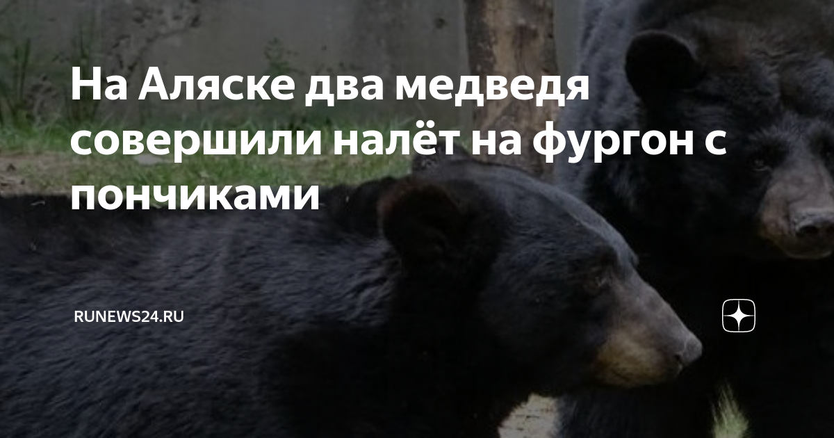 Два медведя на суку