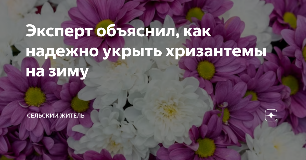 Как утеплить хризантемы на зиму