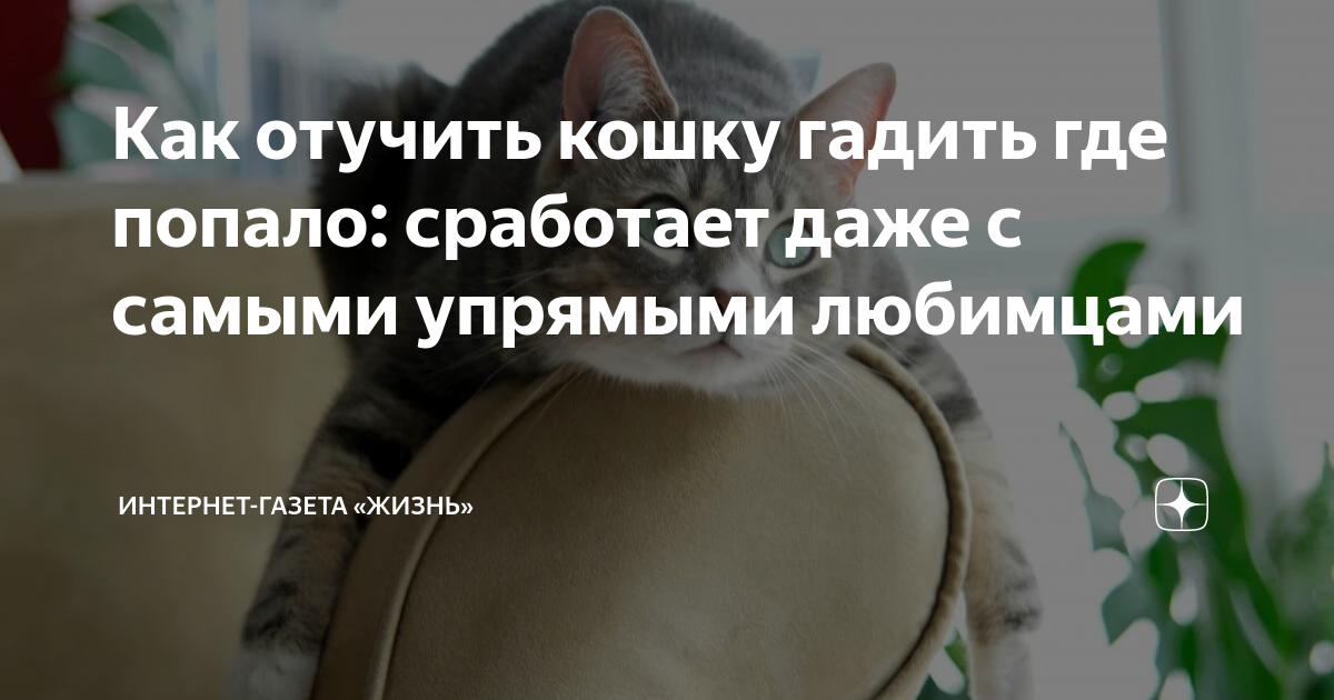 как отучить кошку гадить в горшок с цветами