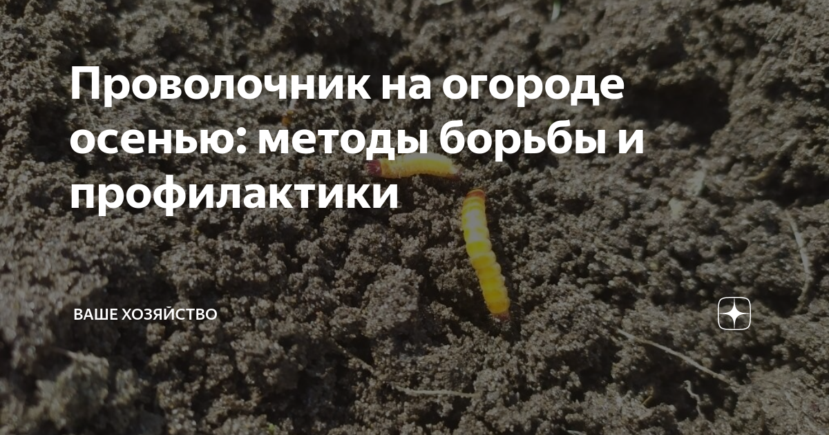 Проволочник на огороде осенью: методы борьбы и профилактики | Ваше ...