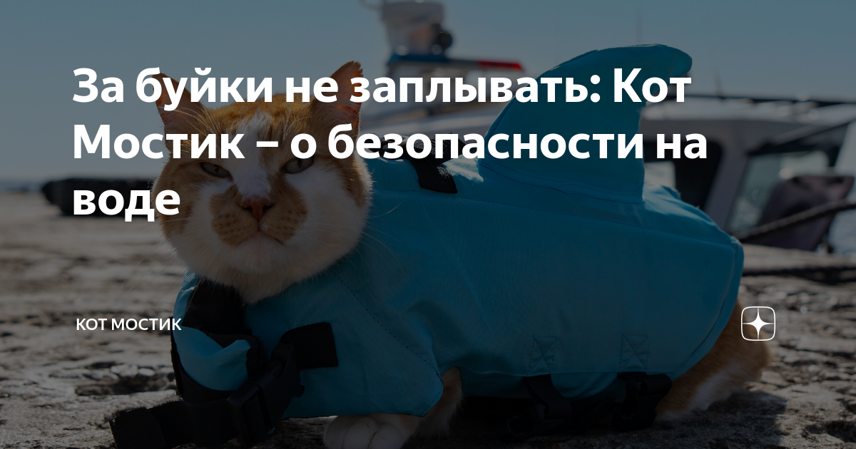 За буйки не заплывать: Кот Мостик – о безопасности на воде | Кот Мостик ...