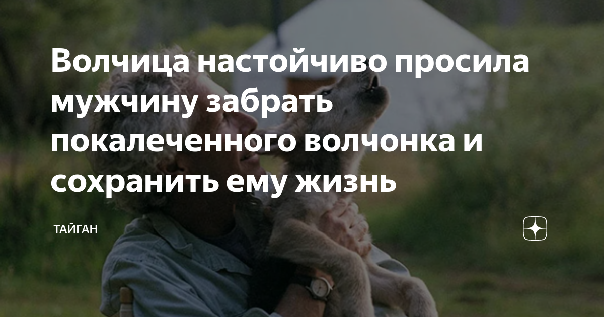 Волчица настойчиво просила мужчину забрать покалеченного волчонка и ...