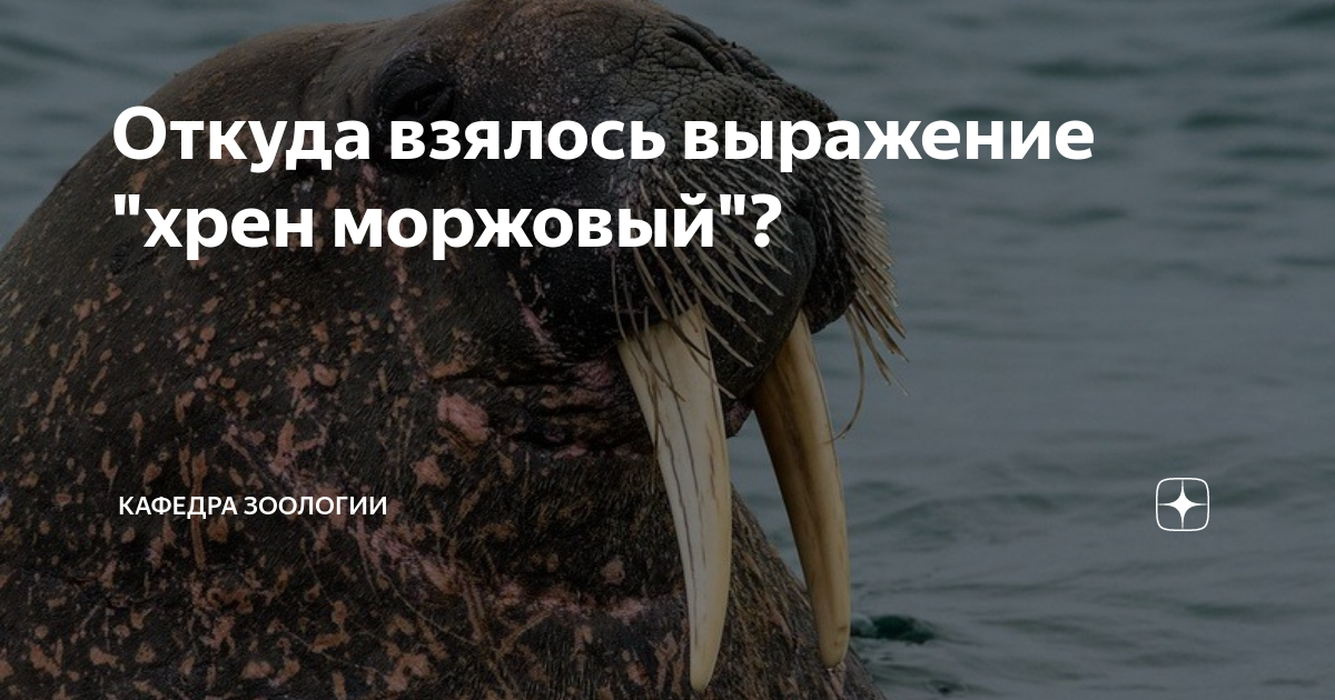 Откуда взялось выражение "хрен моржовый"? | Кафедра зоологии | Дзен