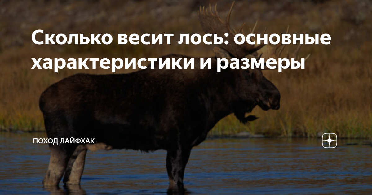 Сколько весит лось: основные характеристики и размеры | Походная жизнь ...