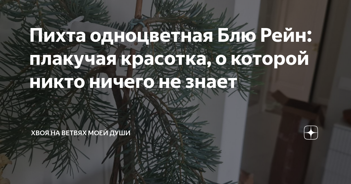 Пихта одноцветная Блю Рейн: плакучая красотка, о которой никто ничего ...