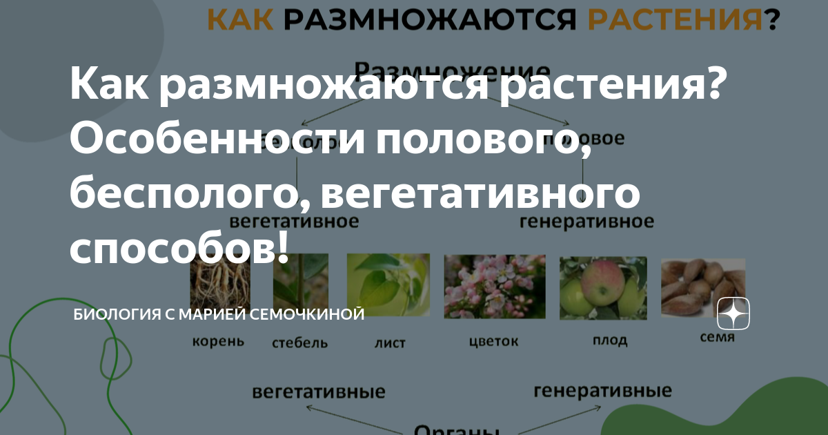 Как размножаются растения? Особенности полового, бесполого ...